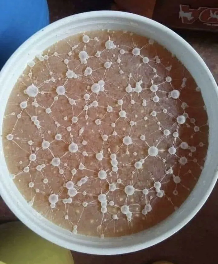 Soft Interesting Looking Mold Pics 3 651Eb371F319B 700