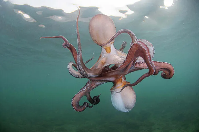 30 Astonishing Wild Life Images