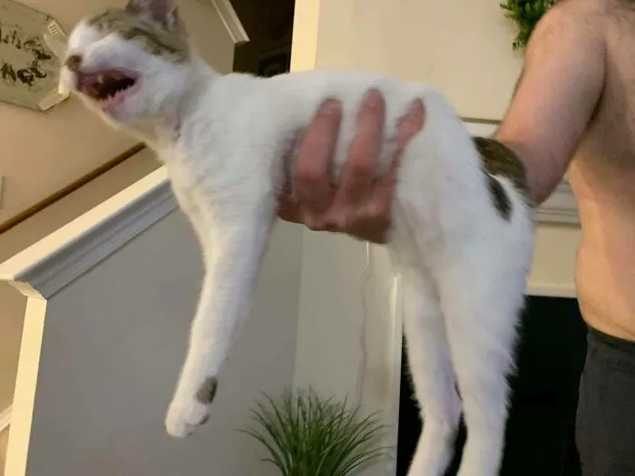 30 Cats Caught Off Guard In Adorably Scruffy Moments.