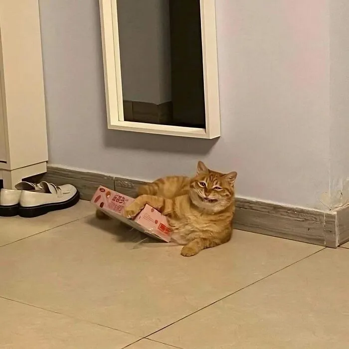 654Dd5C3E746C 43Sea83Okw3A1 700