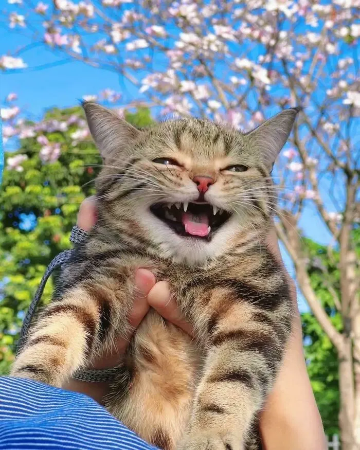 654Dd610Adca5 F3W5M4C5Htp81 700