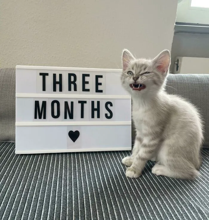 654Dd64A9Ccc4 5Q0Rwtz9F3L91 700