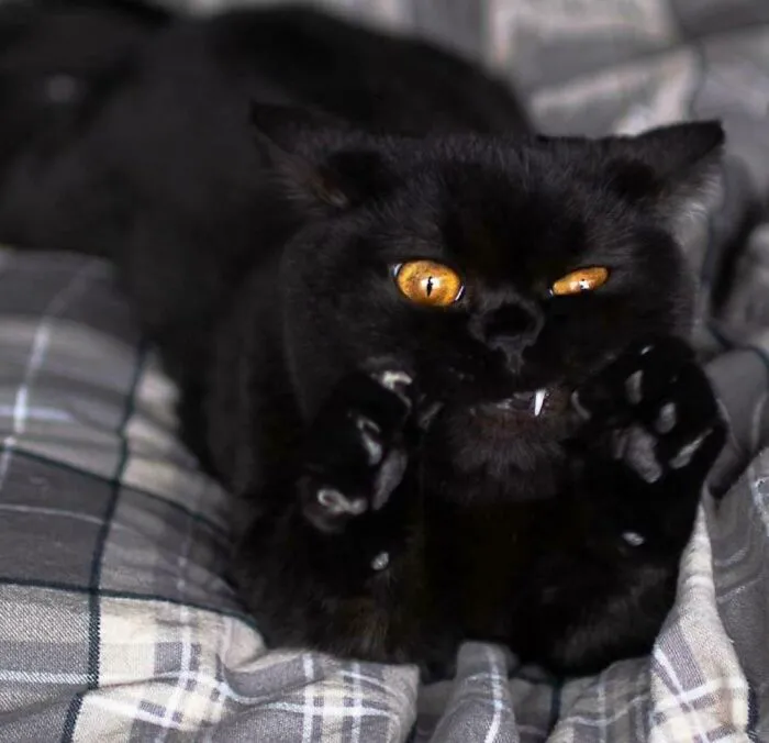 30 Cats Caught Off Guard In Adorably Scruffy Moments.