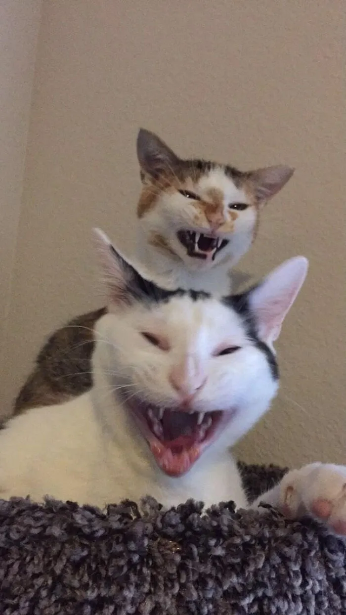 654Dd8F66E548 Vioio0Tbf3F81 Png 700