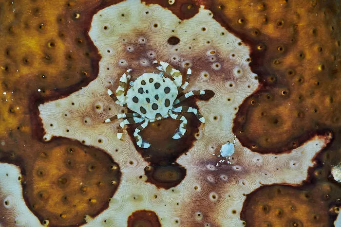 The Winners Of The European Wildlife Photographer Of The Year 2023 Have Been Announced 6544E86Fa0959 700