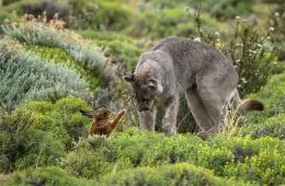 The Winners Of The European Wildlife Photographer Of The Year 2023 Have Been Announced 6544E8995F0A0 700