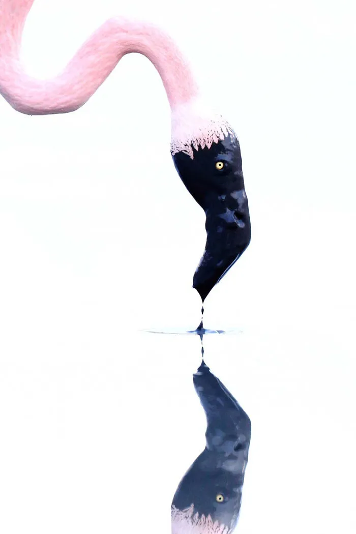 The Winners Of The European Wildlife Photographer Of The Year 2023 Have Been Announced 6544E8B3258Ca 700