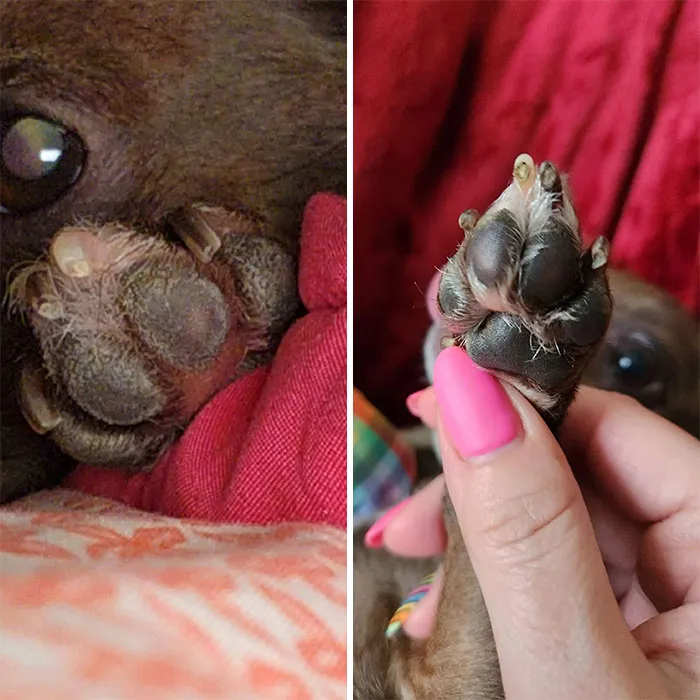 Holiday Products For Pets And Their Owners Amazon 21 653919Daef32F 700