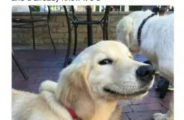 Laughing At My Own Memes 654Df23F95939 700