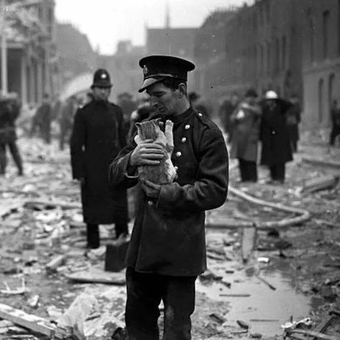 30 Classic Cat Photos Demonstrating Their Superiority As Pets