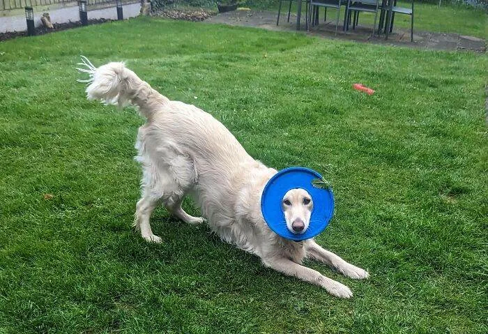 6514C4E1E0Ce9 0Ixaz2G 700