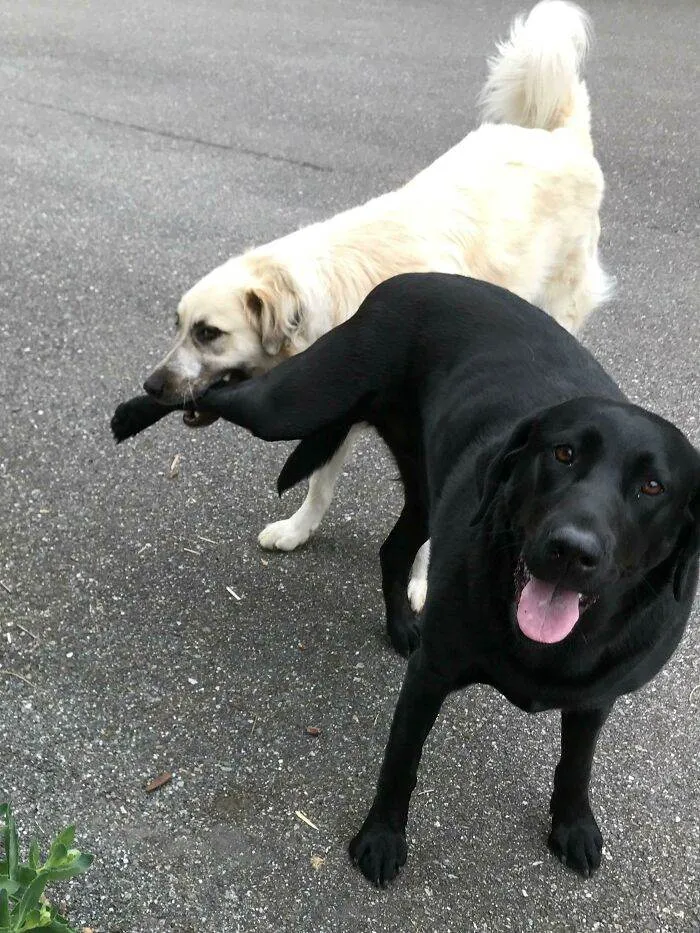 30 Hilarious Pups That Left Their Owners Scratching Their Heads