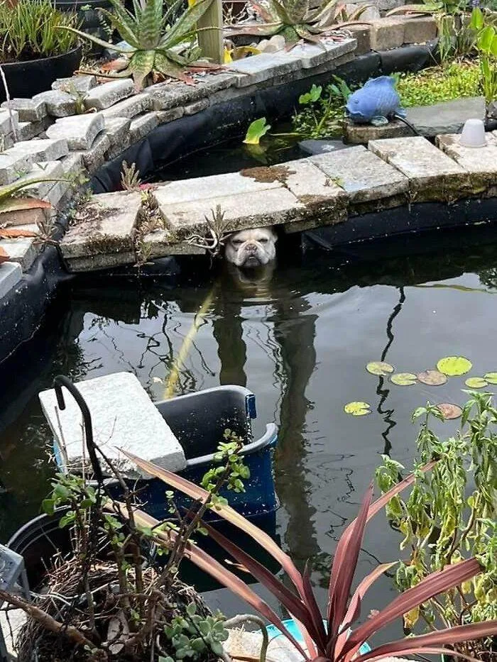 656Edd063Baab Hilarious Whats Wrong With Your Dog Pics