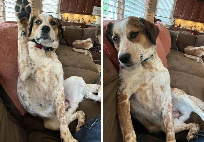 30 Hilarious Pups That Left Their Owners Scratching Their Heads