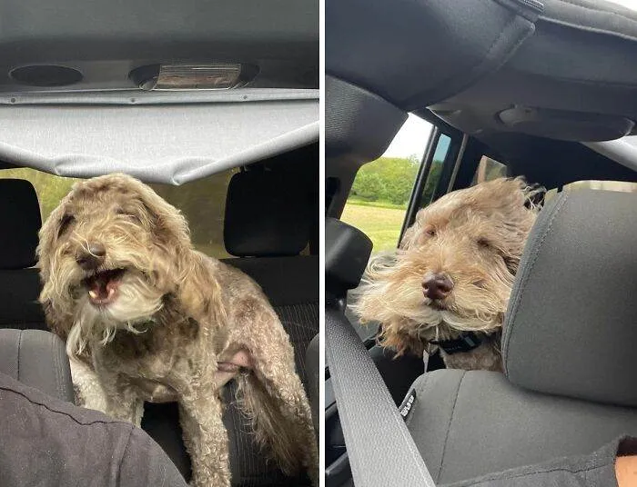 656F14Ec340Df Hilarious Whats Wrong With Your Dog Pics