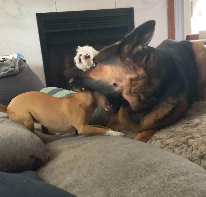 656F15Bbbe464 Hilarious Whats Wrong With Your Dog Pics