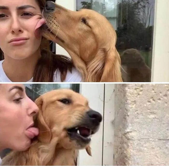 656F169797304 Hilarious Whats Wrong With Your Dog Pics