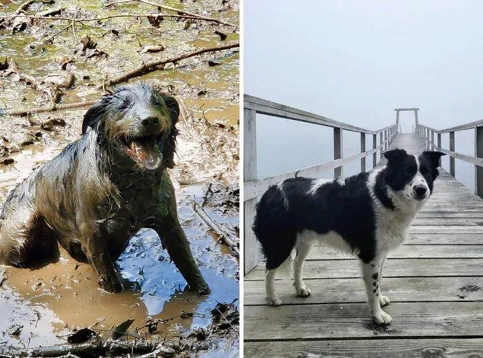 656F1Cecddf30 Hilarious Whats Wrong With Your Dog Pics