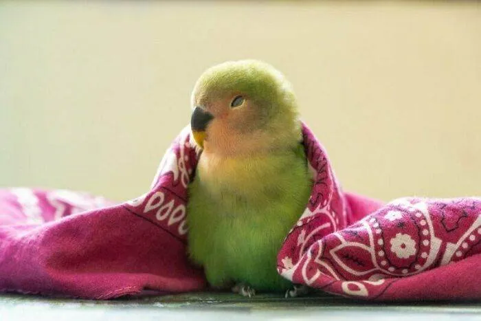 65701D8Ae9D69 T6H67Mod3Sb51 700