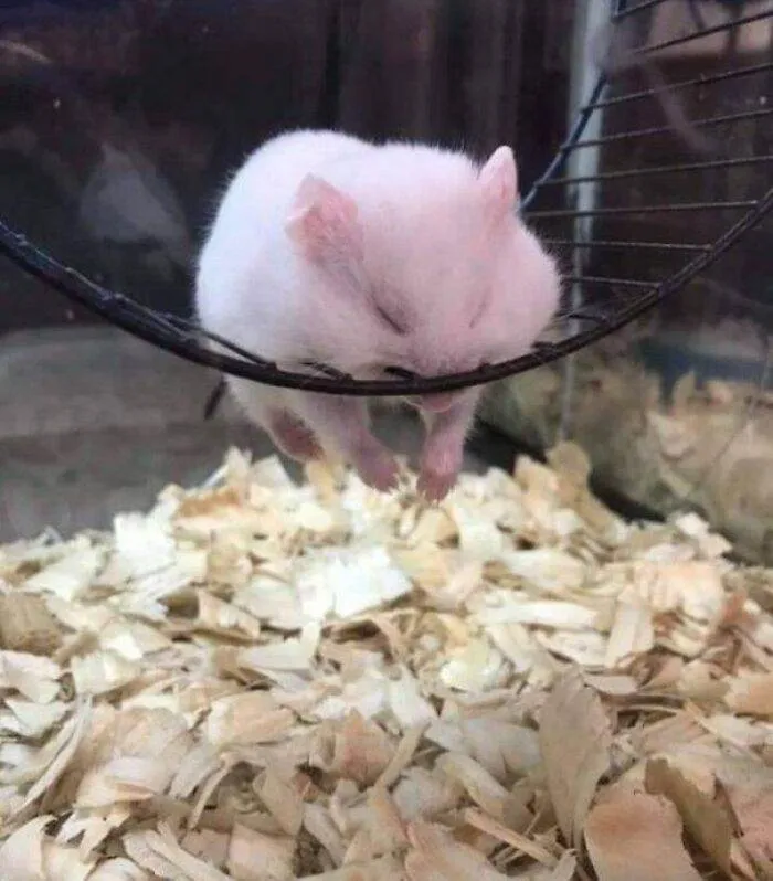 30 Incredibly Cute Pictures Of Pets Enjoying A Nap