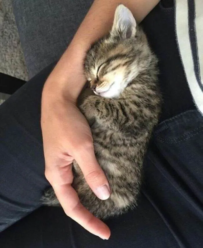 6570832E7A44B Animals Being Sleepy Pics