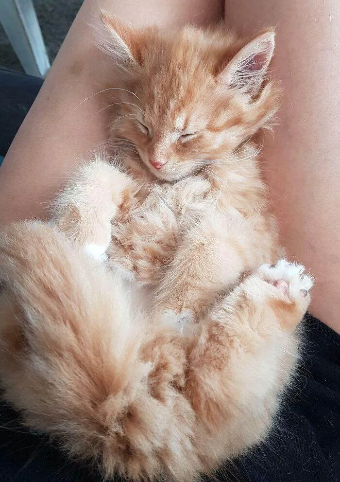 657084209458B Animals Being Sleepy Pics