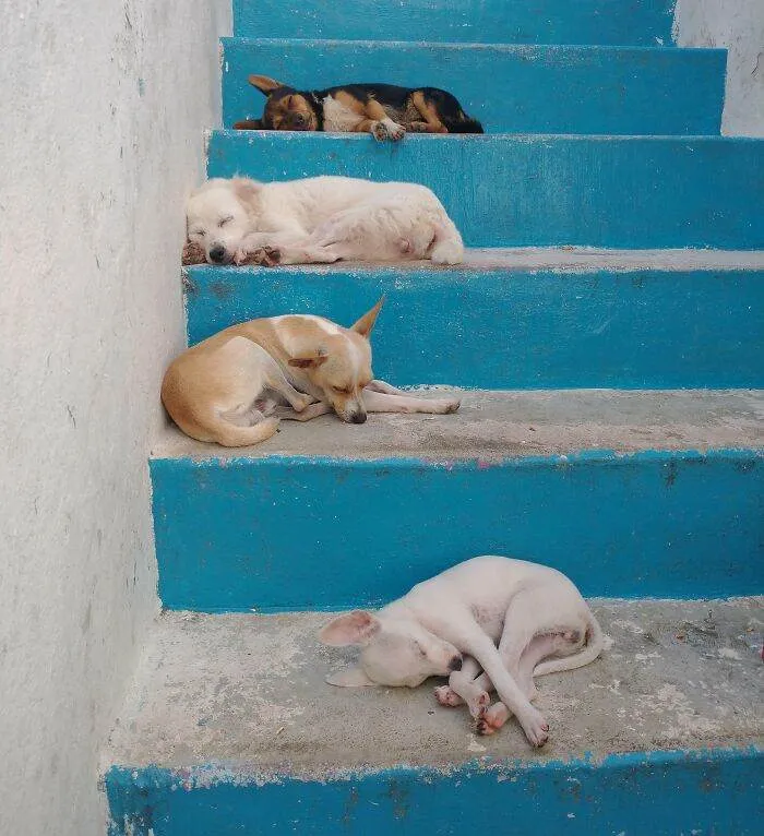 6570842Aaba99 Animals Being Sleepy Pics