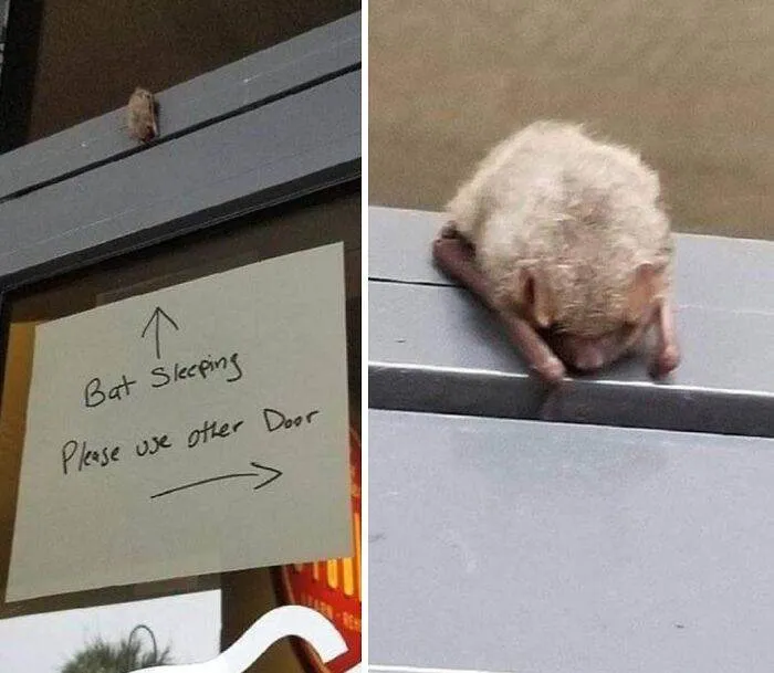 6570843Fe68B4 Animals Being Sleepy Pics