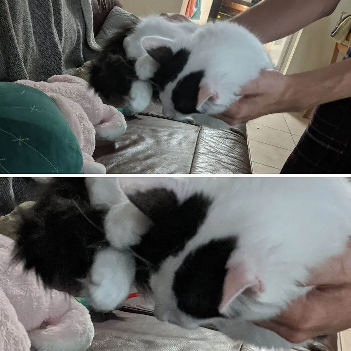 65708454500E7 Animals Being Sleepy Pics