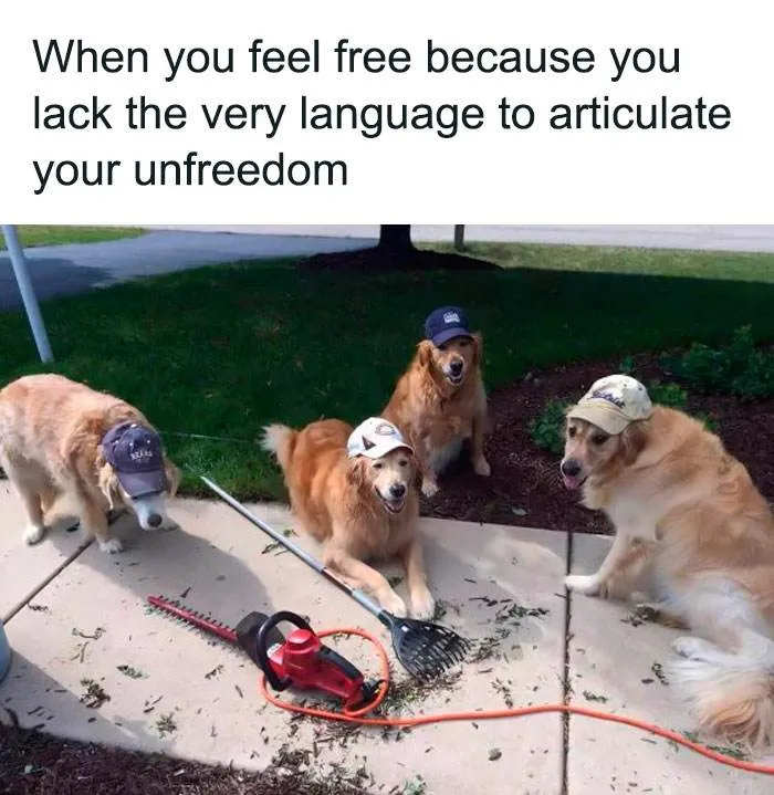 30 Amusing Hats That Will Leave You In Stitches!