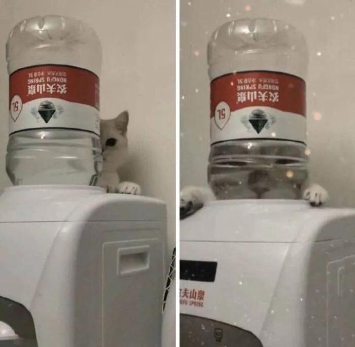 Strange Weird Cursed Images 50 656Edc2642098 700