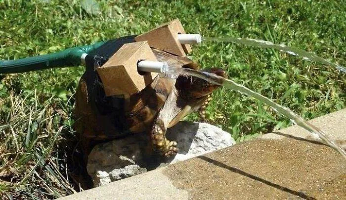 Strange Weird Cursed Images 63 656Edc3Dd4Afa 700