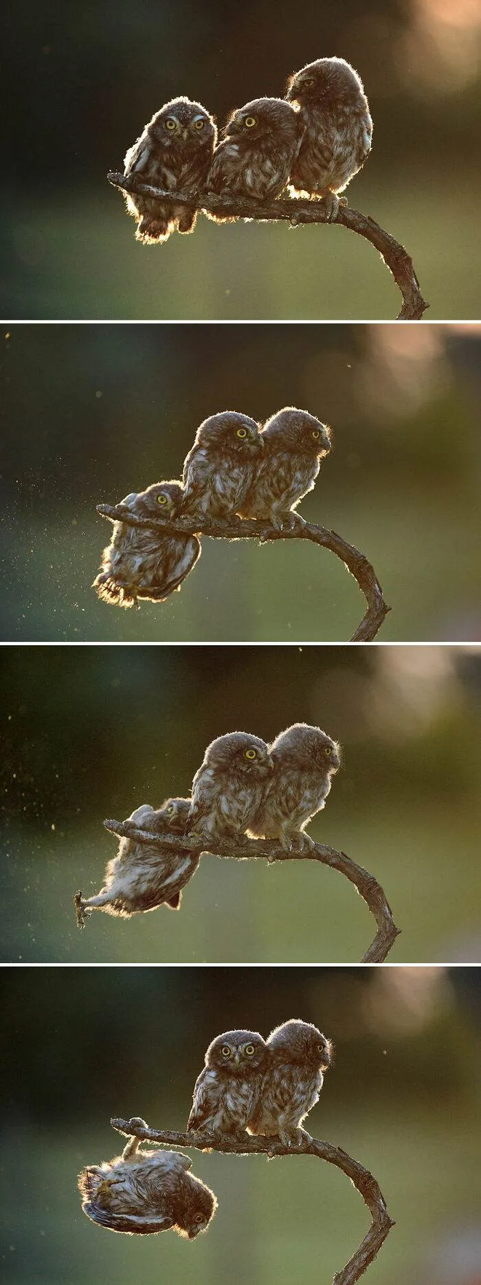 213 659D434C4D252 700