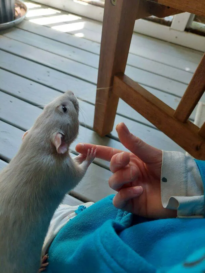 62D80Ae315990 Bbq95Ucz5K991 700