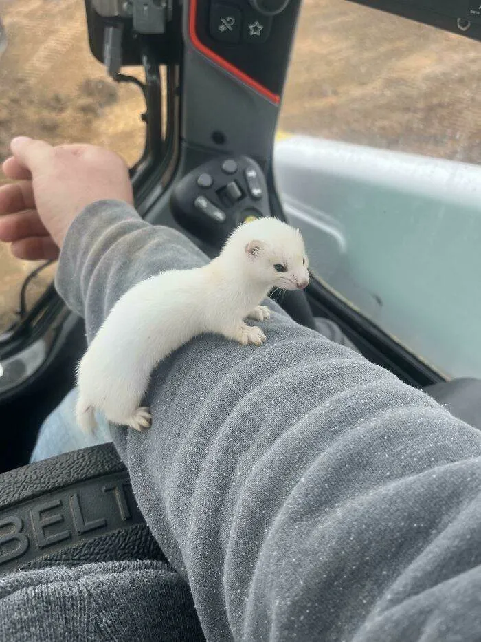 63Cffa071C265 Rebq7Dmuak6A1 700