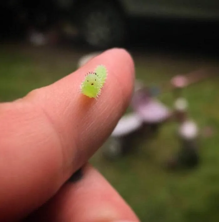 63D0E3B232D60 Wel9Vmq250Aa1 Png 700