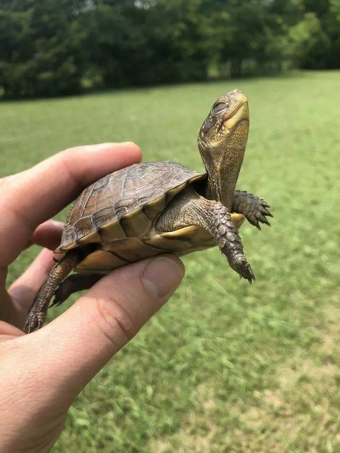 30 Charming Animals Guaranteed To Bring A Smile To Your Face