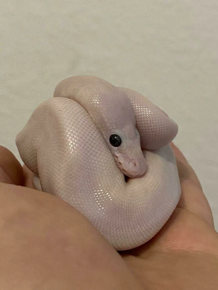 30 Adorably Hilarious Pictures Featuring Plump And Round Animals