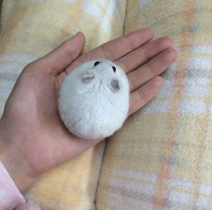 30 Adorably Hilarious Pictures Featuring Plump And Round Animals