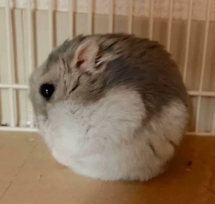 30 Adorably Hilarious Pictures Featuring Plump And Round Animals