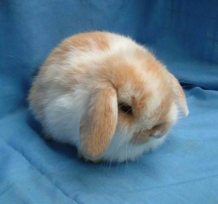 30 Adorably Hilarious Pictures Featuring Plump And Round Animals