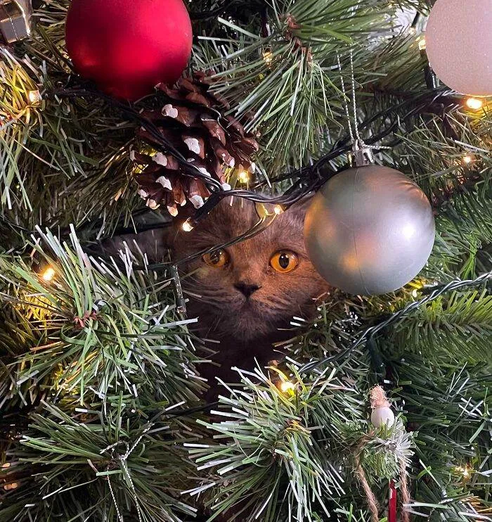 65853Dcd9952A Funny Christmas Animals