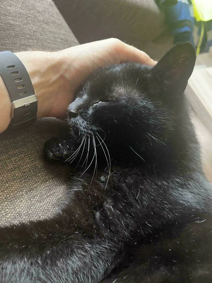 30 Of The Most Heartwarming Pics Of Happily Adopted Pets