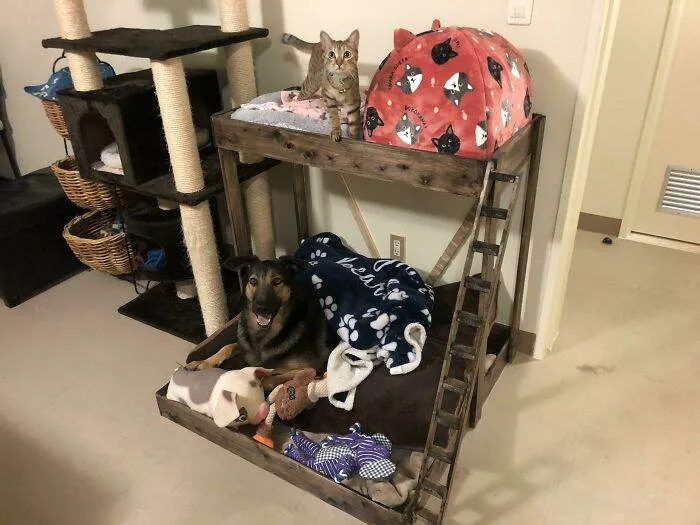 30 Times Dogs Got Only The Best Dog Houses  