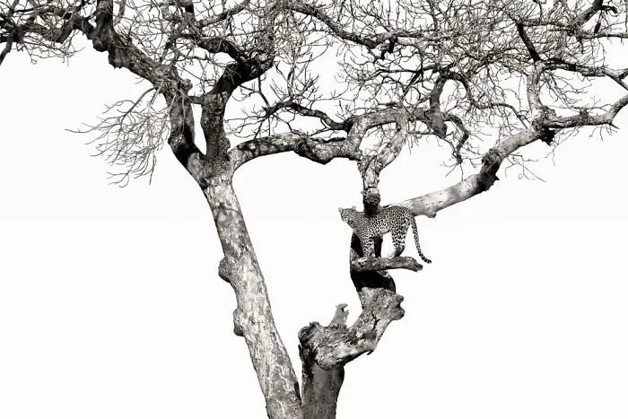 The Best Wildlife Photographers In The World In 2023 According To One Eyeland Awards 6582C1B95F463 700