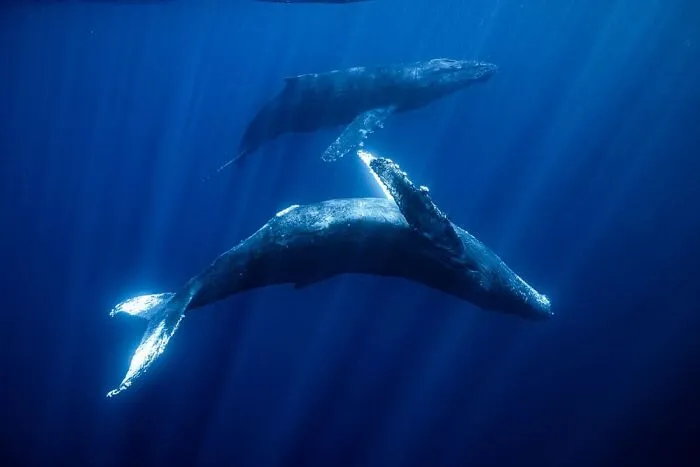 The Best Wildlife Photographers In The World In 2023 According To One Eyeland Awards 6582C1C6Ed00E 700