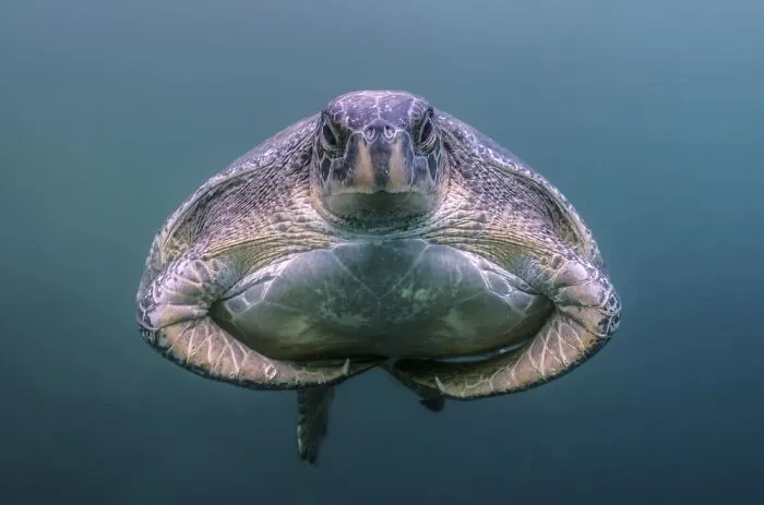 The Best Wildlife Photographers In The World In 2023 According To One Eyeland Awards 6582C1D07D64C 700