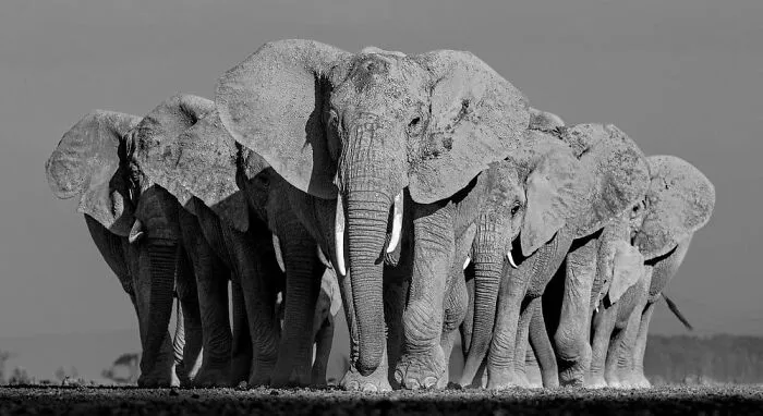 The Best Wildlife Photographers In The World In 2023 According To One Eyeland Awards 6582C1D61B58F 700