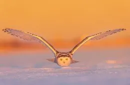 The Best Wildlife Photographers In The World In 2023 According To One Eyeland Awards 6582C1F437Ed7 700