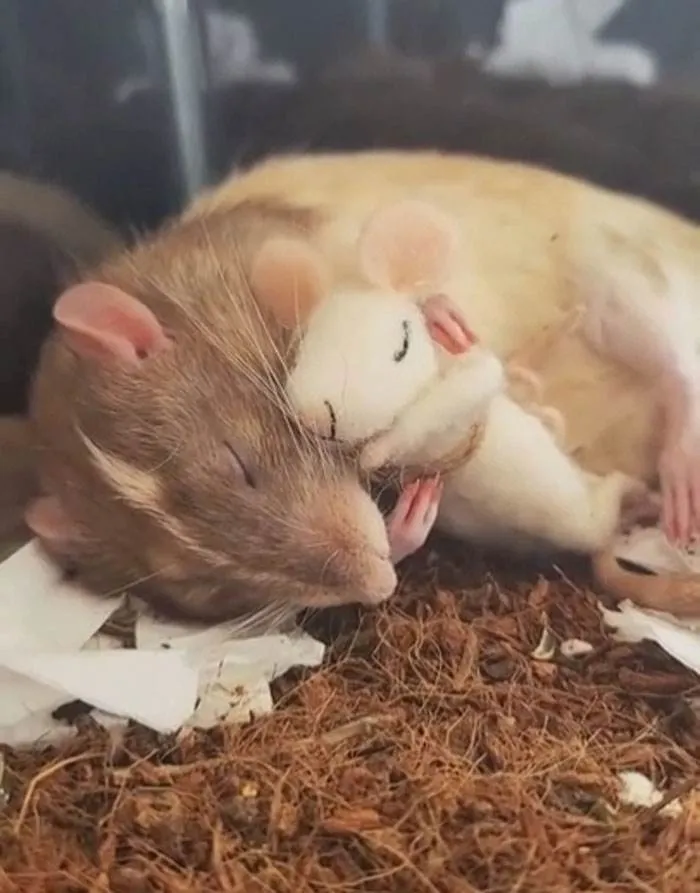 Cute Animals Aww Pics 61A8Beed5914C 700